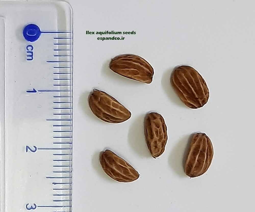  بذر خاس زینتی 